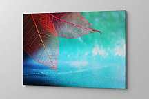 Obraz Farebné makro listy 2058